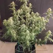 Sherbet Queen autoflower