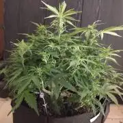 Northern Sky auto