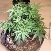 Northern Sky auto