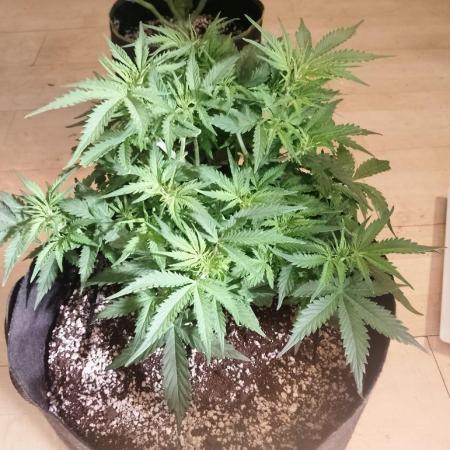 Northern Sky auto