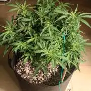 Northern Sky auto