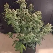 Sherbet Queen autoflower