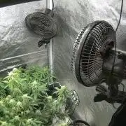 Sherbet Queen autoflower