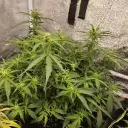 Northern Sky auto