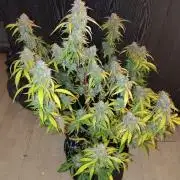 Sherbet Queen autoflower