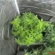 Northern Sky auto