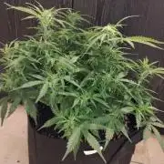 Northern Sky auto