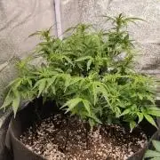 Northern Sky auto