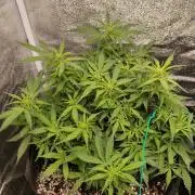 Northern Sky auto