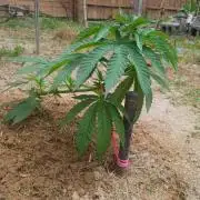 Outdoor breeder mix