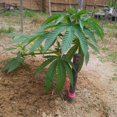 Outdoor breeder mix