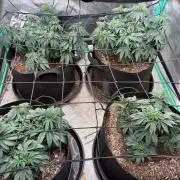 GG4Z-Kittles