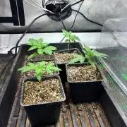GG4Z-Kittles
