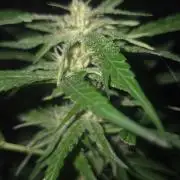 Blue dream and Bruce Banner