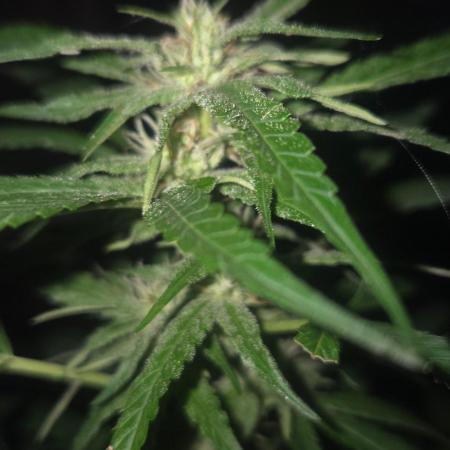 Blue dream and Bruce Banner