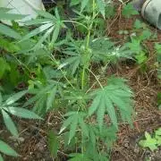 Blue dream and Bruce Banner