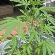 Blue dream and Bruce Banner