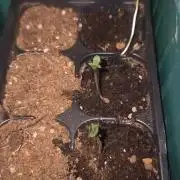 Bear Dance Auto
