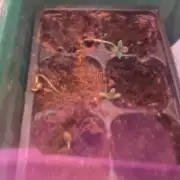 Chiquita Banana