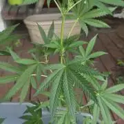 Blue dream and Bruce Banner