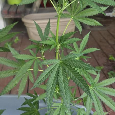 Blue dream and Bruce Banner