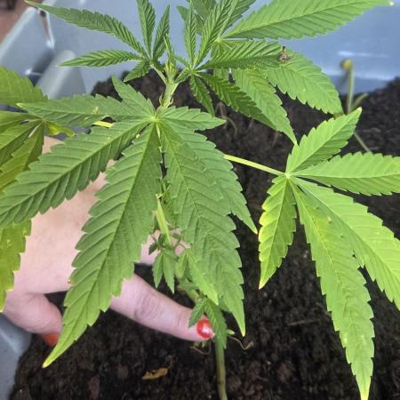 Blue dream and Bruce Banner