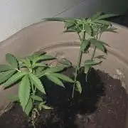 Blue dream and Bruce Banner