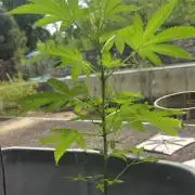 Blue dream and Bruce Banner