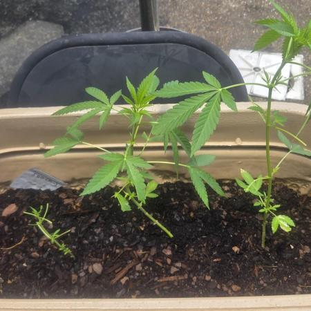 Blue dream and Bruce Banner