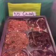 Bear Dance Auto