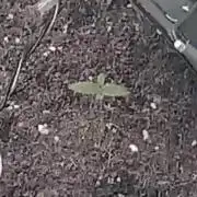 Week 1  Bruce Banner auto 3x