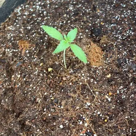 Red Mimosa XL Auto living soil outdoor