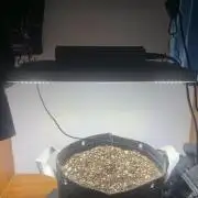 Gelato Auto Living Soil