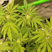 Ztrawberry chems Mentha de Croco