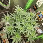 Zkittlez Automatic