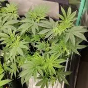 Ztrawberry chems Mentha de Croco