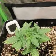 Zkittlez Automatic