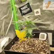 Zkittlez Automatic