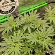 Ztrawberry chems Mentha de Croco