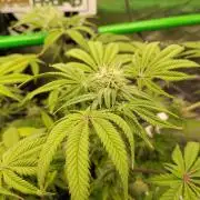 Ztrawberry chems Mentha de Croco