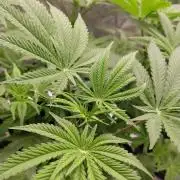 Ztrawberry chems Mentha de Croco