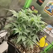 Zkittlez Automatic
