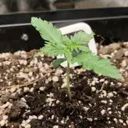 Zkittlez Automatic
