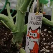 Ztrawberry chems Mentha de Croco