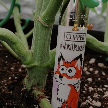 Ztrawberry chems Mentha de Croco