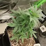 Zkittlez Automatic