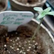 DIRTY BIRD photos -Lunas Wrath/Sugar Rim