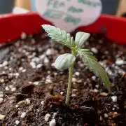 DIRTY BIRD photos -Lunas Wrath/Sugar Rim