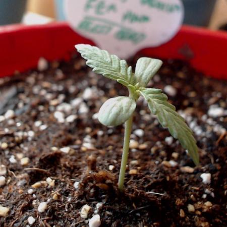 DIRTY BIRD photos -Lunas Wrath/Sugar Rim