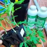 Cultivando con C21 Nutrients